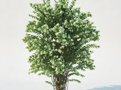 Philadelphus Coronarius adult 3D model
