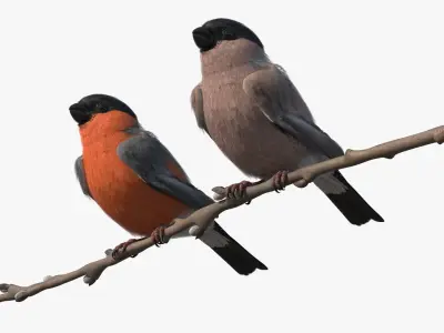  Male and Female Bullfinch Birds on Branch 