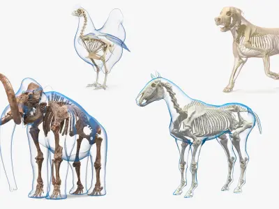  Animal Skeletons with Skin Collection 2 