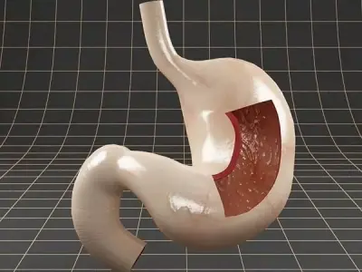 Anatomy stomach section 3D model