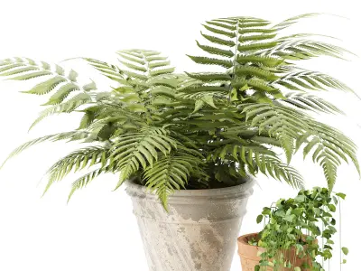 indoor and exterior pot plant trio 3d pack Low-poly 3D model