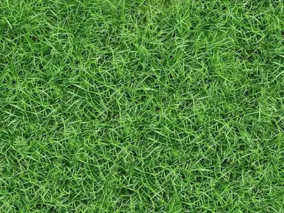 Lush Green Grass Texture  Texture