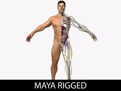 Ultimate Complete Rigged Male 3D model