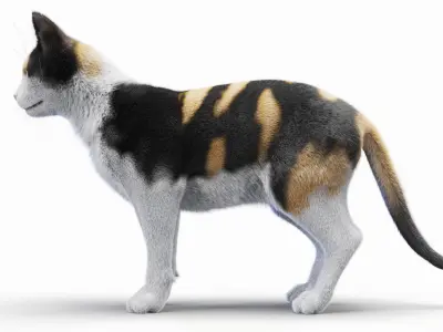  Full Cat Female Anatomy Static - Hair and Fur 