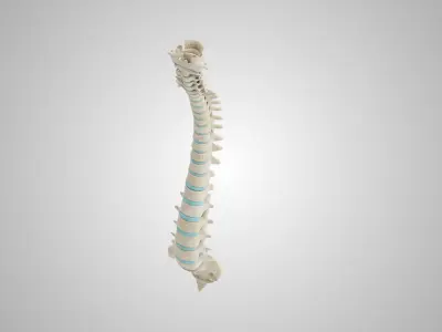 Spine with Ligaments Low-poly 3D model