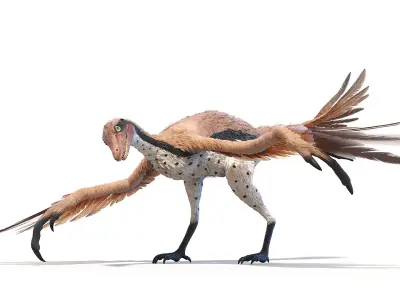  Archaeopteryx Animated 