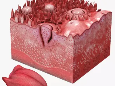 Tongue with cross section Anatomy 3D model