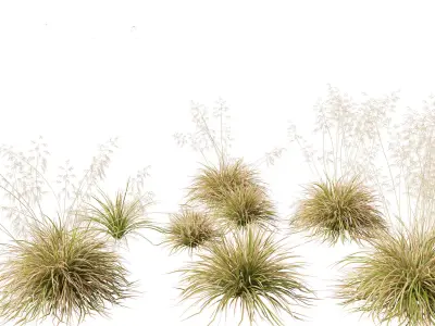 Deschampsia cespitosa Northern Lights - Tufted Hair Grass 01 3D model