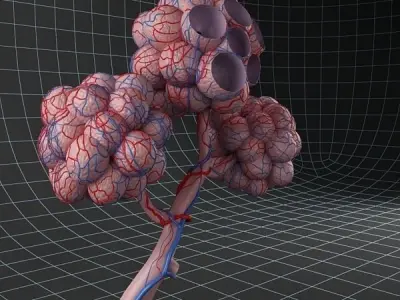 Anatomy collection 02 3D model