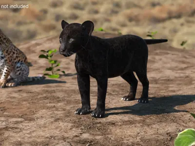  Panther Cub Playing Animated Rigged 