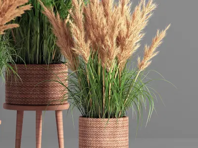Indoor Plant Set 49  pampas 3D model