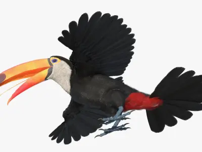  Toco Toucan Bird Wings Open Fur for Maya 