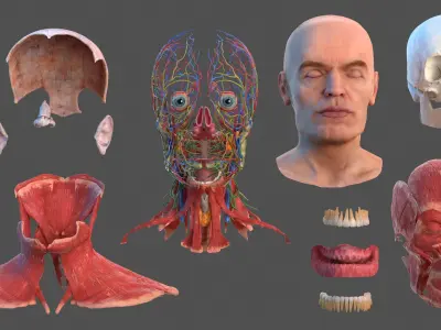  Human Head Full Anatomy and Skin 