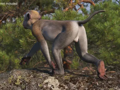  Rhesus Macaque Monkey Gray Rigged 