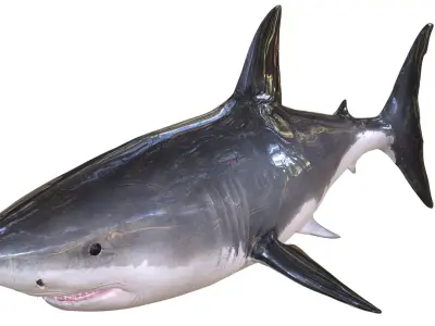  SHARK ANIMATED FISH 