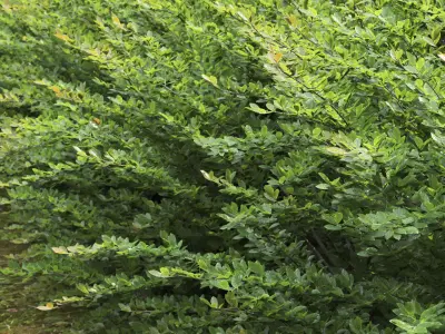 Cotoneaster hedge 5 3D model