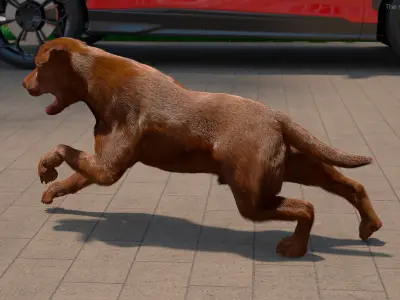  Running Brown Retriever Dog Fur Animated Rigged for Maya 