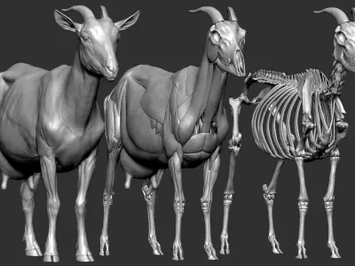  Goat VFX MUSCLE SIMULATION 