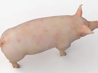  Full Male Pig Anatomy Static 