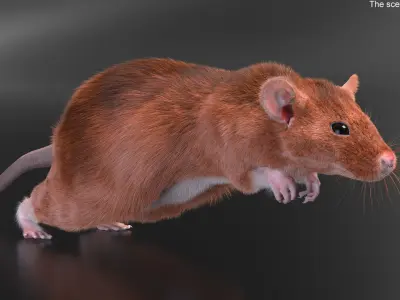  Running Rodent Rat Brown Fur Animated Rigged 