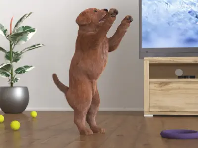  Playful Brown Labrador Puppy Standing Fur for Cinema 4D 