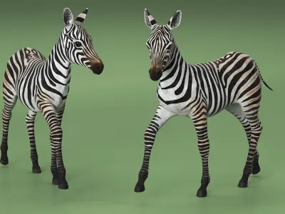  Equus Quagga Foal Running 