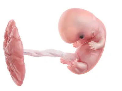  Fetus Anatomy Week 8 Static 