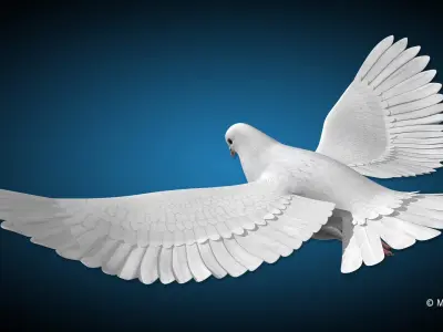  Dove Flight 