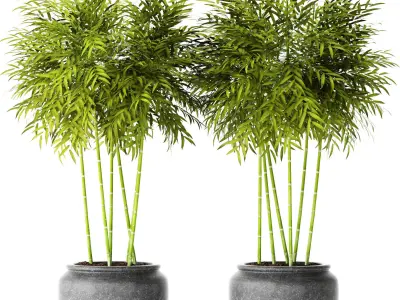 Bamboo Trees 3D model