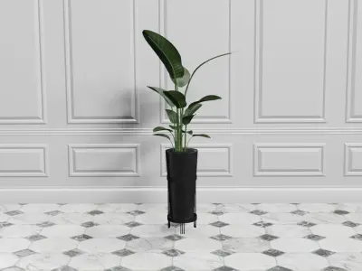 Potted Plant Birds Of Paradise Free low-poly 3D model