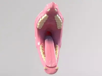 Rhino Mouth 3D model