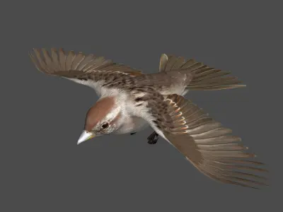  American Tree Sparrow Animated 