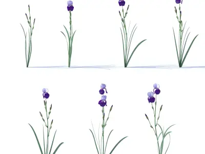 Dark-light lilac irises 3D model