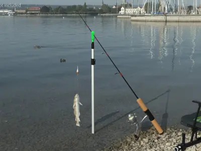  Cod Caught on Fishing Rod 