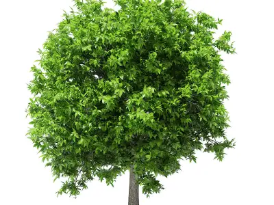 Avocado Tree 3D model