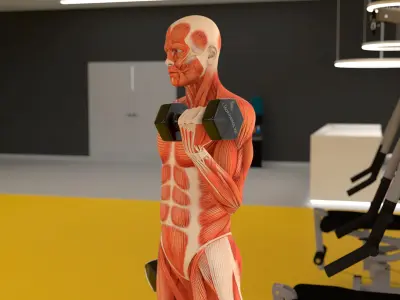  Anatomy Male Muscular System Biceps Curls Animated Rigged for Cinema 4D 