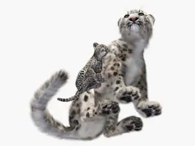  Snow Leopard Mother and Calf Fur 