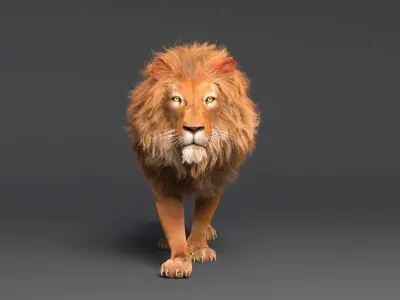  Lion with Fur Rig Animated 