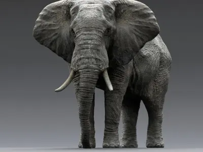  Animal Collection 3D 