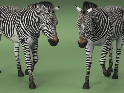  Zebra Adult Walking Fur 