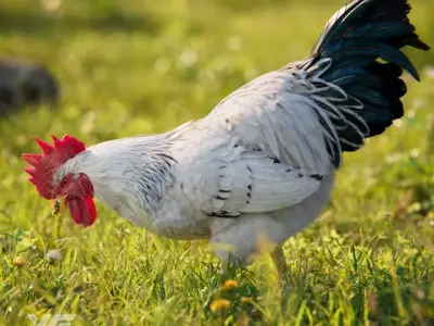 White Chicken Animated VFX Grace 3D model