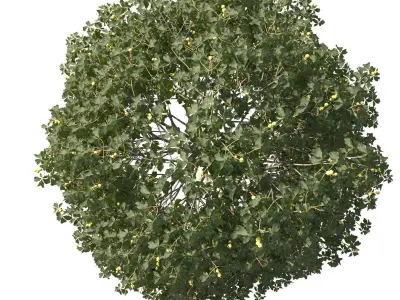 Aesculus x carnea 201SU 3D model