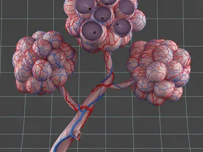 Anatomy collection 02 3D model