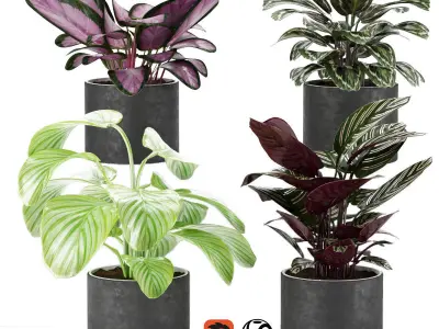 calathea Collection plants in pots 3D Model Pack
