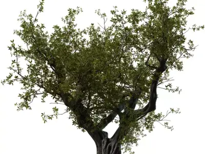 Photorealistic Ancient Old Tree 3D Model  Low-poly 3D model