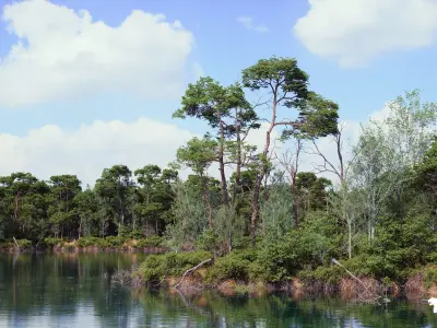 The Pine Environment  Low-poly 3D model