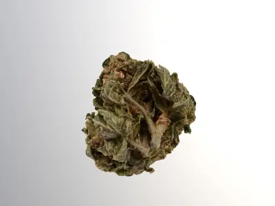 Marijuana Flower 3 3D model