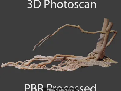 Oak Root Trunk Collection PBR Scan 3D Model Pack