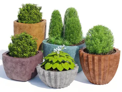 Mex Bold  and Larkspur 3D model