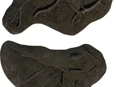 Rooted Forest Ground Patches Low-poly 3D model